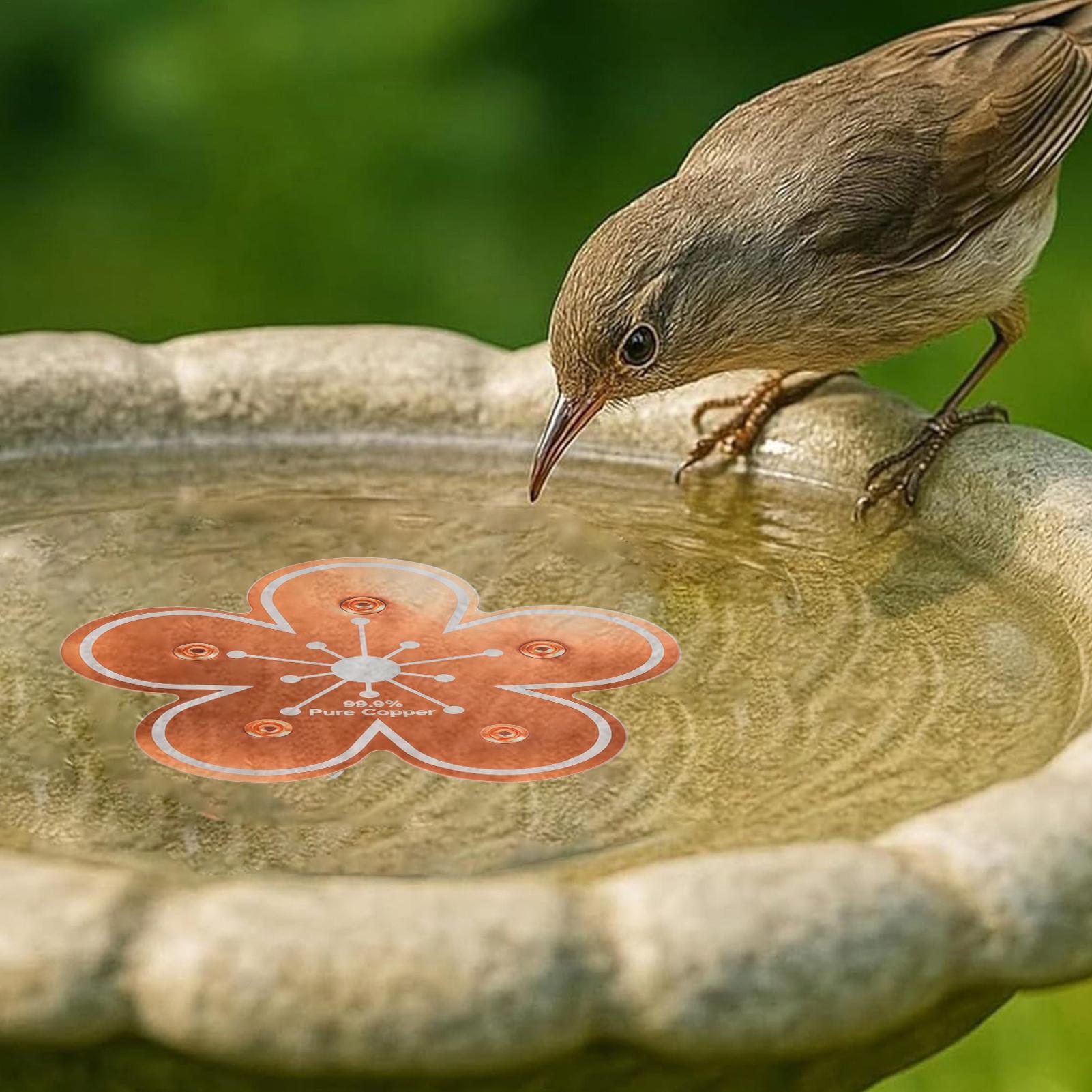 Bird bath tray Copper Bird Bat - Farming And Agriculture ulasan dan harga