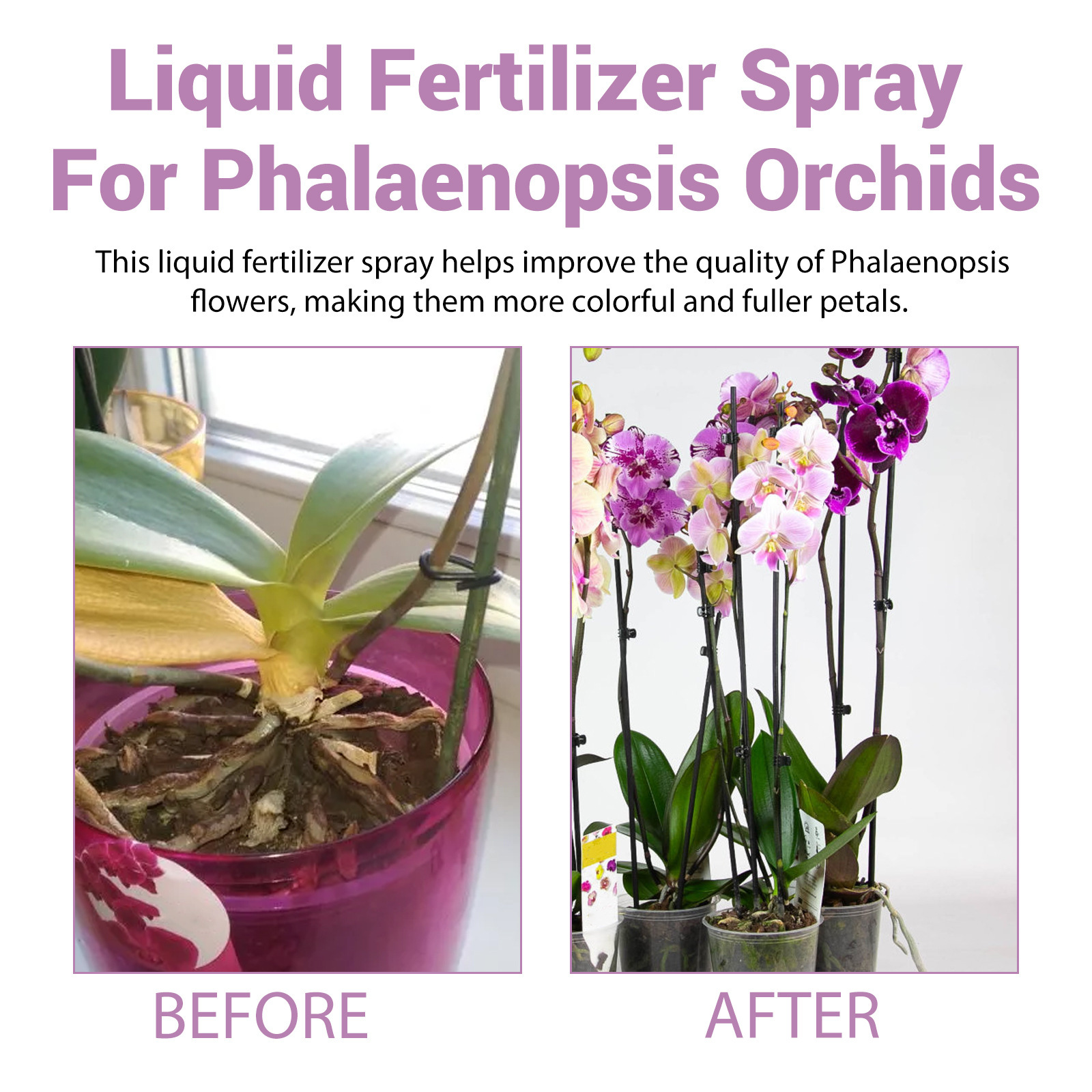 100ml Orchid Bloom Booster Spr - Orchard Sprayer Tractor ulasan dan harga